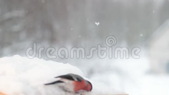 鸟儿在冬天降雪下寻找种子慢速视频视频的预览图