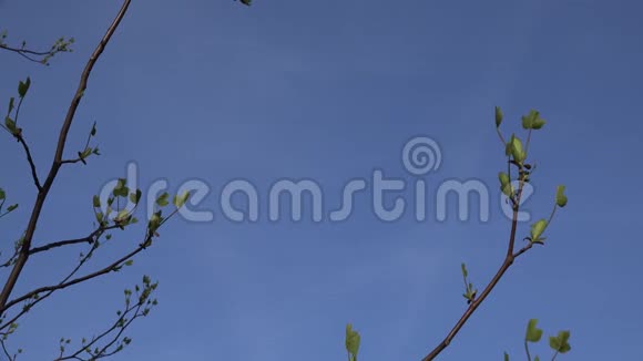初郁金香树小叶芽和枝在春天4K视频的预览图