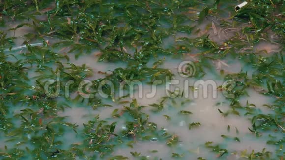 雨点滴在大水坑上泰国的热带降雨视频的预览图