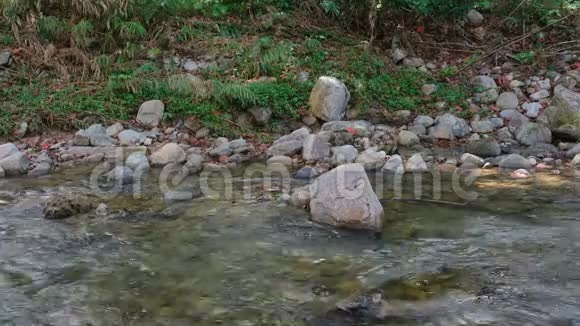 自然背景下流动的溪水视频的预览图