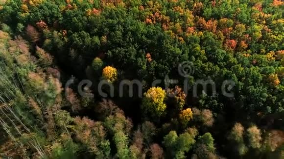 秋天美丽的森林树木沼泽风景飞越视频的预览图