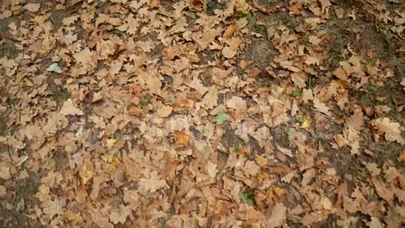 秋天的森林秋天的秋叶躺在地上视频的预览图