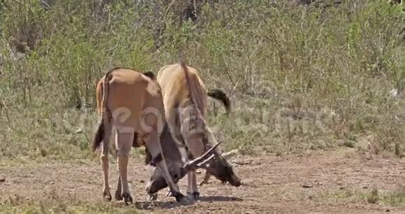 CapeElandtaurotragusoryxMalesFight肯尼亚内罗毕公园肯尼亚马赛马拉公园视频的预览图