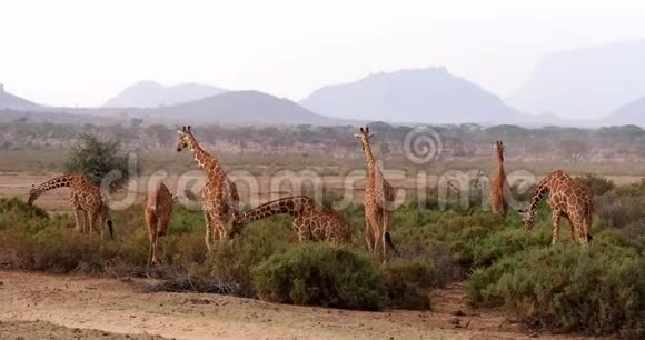 长颈鹿长颈鹿肯尼亚桑布鲁公园的一组视频的预览图