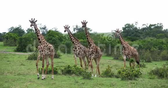 马赛长颈鹿长颈鹿站在草原上的一群肯尼亚马赛马拉公园视频的预览图