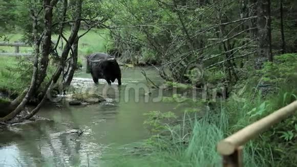 穿过小河的公牛视频的预览图