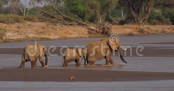 非洲象非洲象群渡河肯尼亚桑布鲁公园视频的预览图