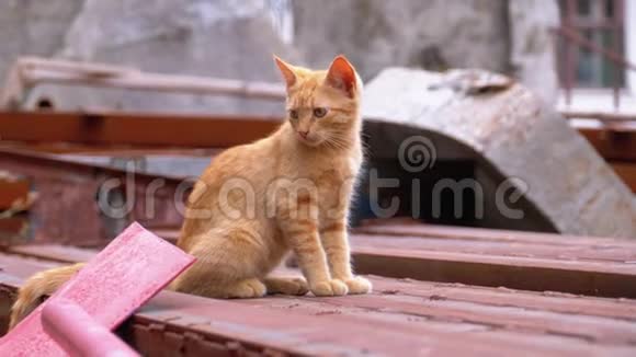 无家可归的野生红猫咪坐在垃圾堆后院的垃圾堆上视频的预览图