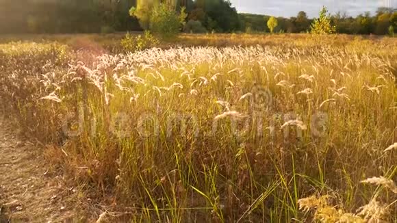 一棵高大的草在夕阳的光线下摇曳安静的视频与电线从太阳在现场适用于视频的预览图