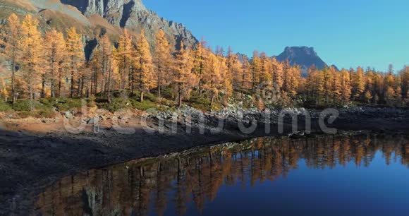 在阳光明媚的秋天飞越高山河谷湖泊发现橙色落叶松森林山谷阿尔卑斯山室外视频的预览图