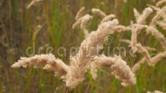 风中的穗和草关注前景中的小穗视频的预览图