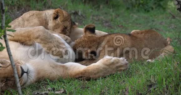 肯尼亚马赛马拉公园的非洲狮子美洲狮母幼哺乳动物视频的预览图