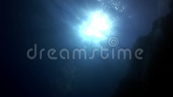 拿破仑鱼在红海太阳水下反射的背景下视频的预览图