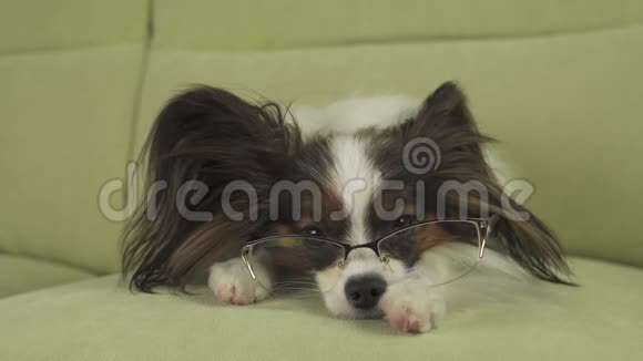戴眼镜的狗狗狗爪子躺在沙发上在客厅里思考着股票录像视频的预览图
