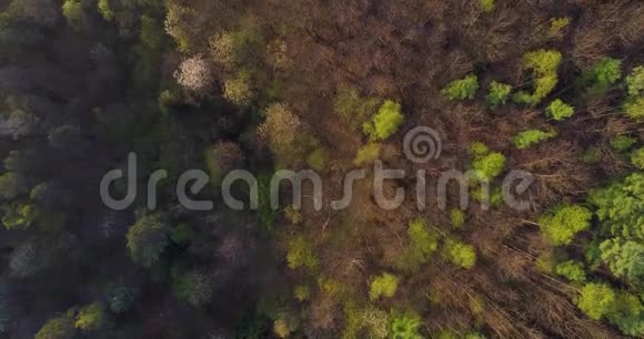 在日落或日出的夏日在森林上空移动太阳耀斑欧洲意大利户外绿色自然景观视频的预览图