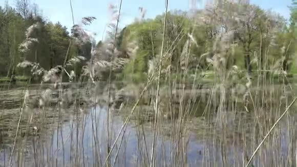 森林湖的海岸在夏天阳光明媚的一天前景广阔视频的预览图