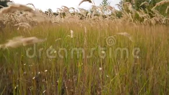 小穗和风中的草穿过草地有人在偷东西视频的预览图
