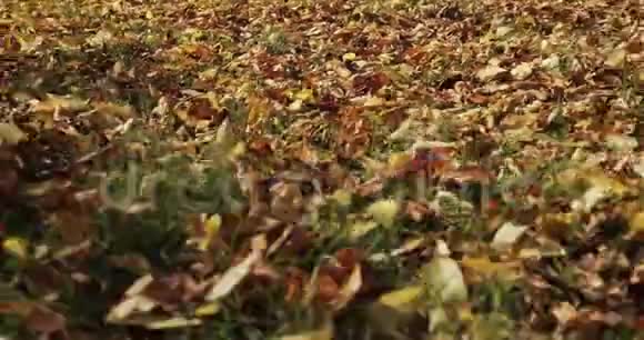 秋天的树叶飘落阳光透过落叶照耀美丽的风景背景视频的预览图