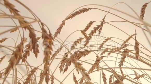 成熟的金色小麦的耳朵在风中缓慢移动日落的天空背景视频的预览图