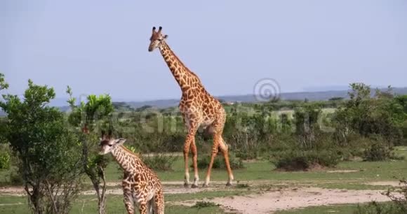 马赛长颈鹿长颈鹿站在草原上的一群肯尼亚马赛马拉公园视频的预览图