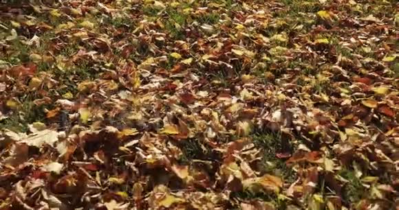 秋天的树叶飘落阳光透过落叶照耀美丽的风景背景视频的预览图