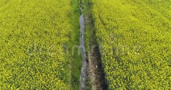 在夏日的黄花和水渠田上向前迈进欧洲意大利户外绿色自然景观视频的预览图