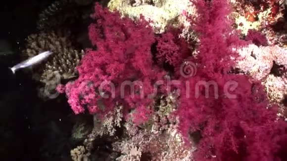 珊瑚紫紫的颜色水下在红海视频的预览图