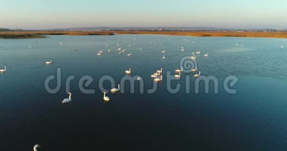 城市背景上有天鹅的池塘日落时的空中镜头视频的预览图