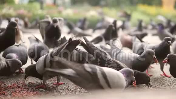 城市公园里的鸽子吃种子特写高清180p慢速运动视频的预览图