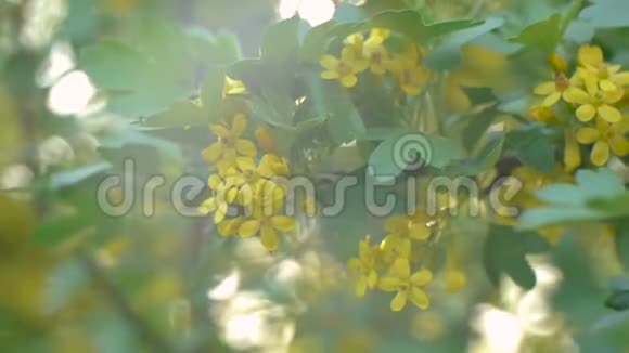 春天清晨花园里开着一朵开花的醋栗视频的预览图