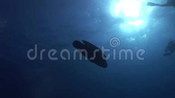 拿破仑鱼在红海太阳水下反射的背景下视频的预览图