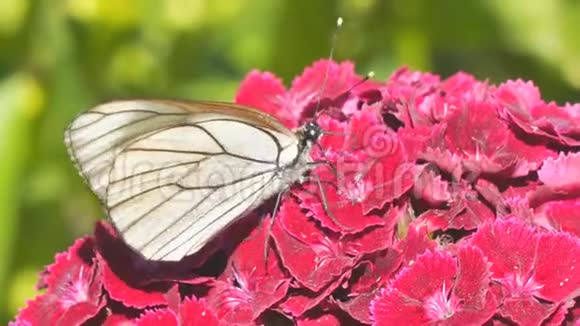 红花上的蝴蝶孢子视频的预览图