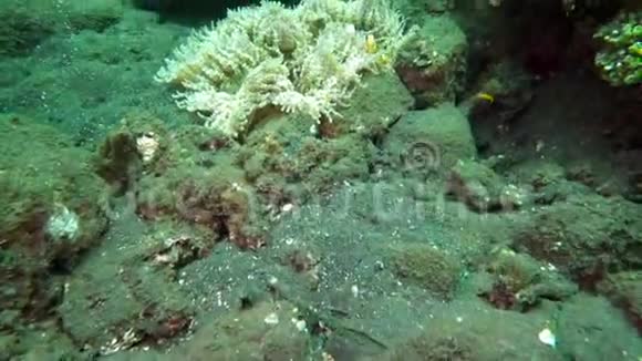 海洋上的硬珊瑚学校的鱼令人惊叹美丽的海底世界印度尼西亚巴厘岛及其生活视频的预览图