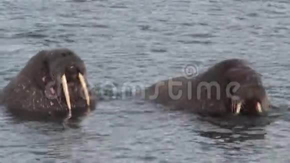 两只海象近距离在斯瓦尔巴的北冰洋水域放松视频的预览图