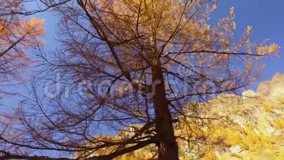 POV在秋天的树林小路上行走绕着树转阳光明媚的秋日在五彩缤纷的红林野山徒步旅行视频的预览图