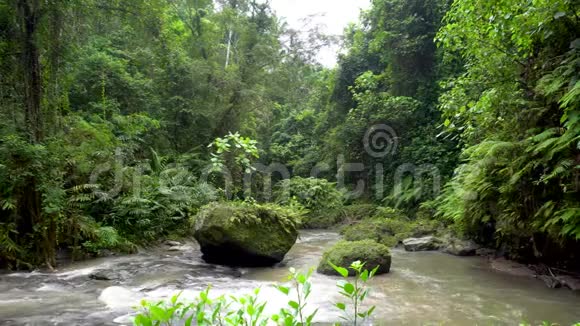 雨林中流动的山间河流视频的预览图