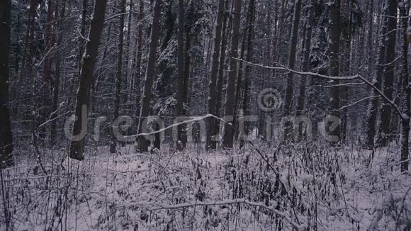 人走雪冬森林旅行者背包在晚上或早上在黄昏视频的预览图