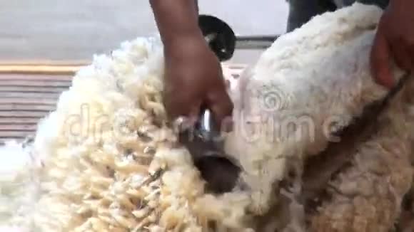 剪羊传统工作视频的预览图