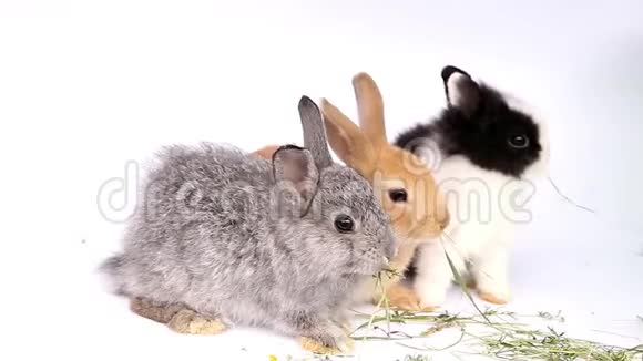 白色背景的兔子视频的预览图