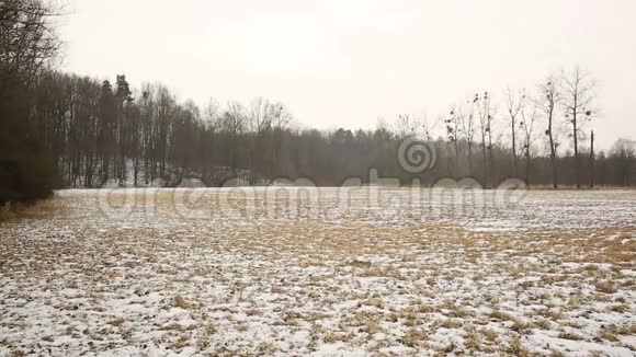 冬雪覆盖的草地和湿地漫滩森林波德里景观保护景观区非常视频的预览图