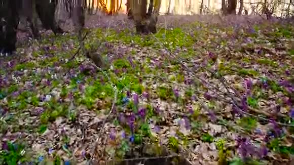 春天公园里有许多花森林里有五颜六色的花视频的预览图