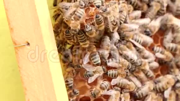蜂群蜂巢在养蜂场框架与蜂蜜视频的预览图