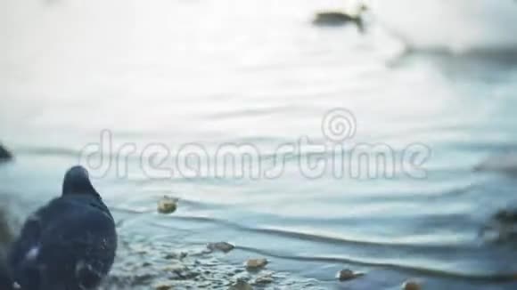 天鹅在城市公园的池塘里游泳视频的预览图