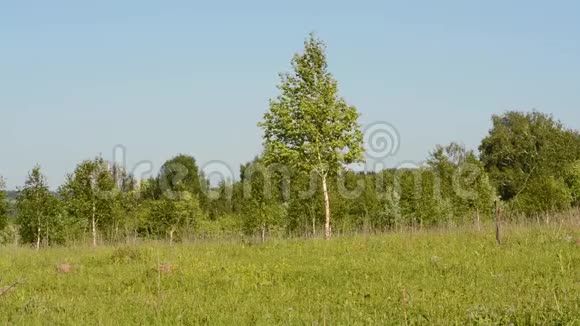 碧绿的草地蓝天映衬着桦树视频的预览图