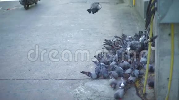 在城市大街上吃鸽子视频的预览图