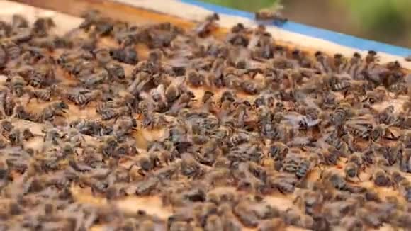 蜂群蜂巢在养蜂场框架与蜂蜜养蜂理念视频的预览图
