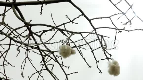 采叶树的棉花发芽视频的预览图