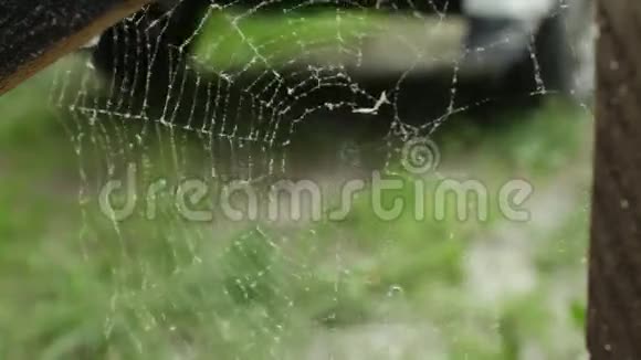 蜘蛛网撕裂了风视频的预览图