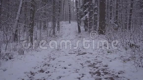 人走雪冬森林旅行者背包在晚上或早上在黄昏视频的预览图