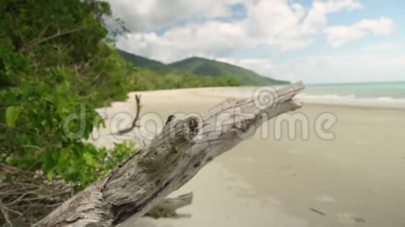 岸上一枝树枝的近景视频的预览图